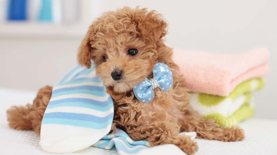 Poodle Puppy (Lying, Brown)