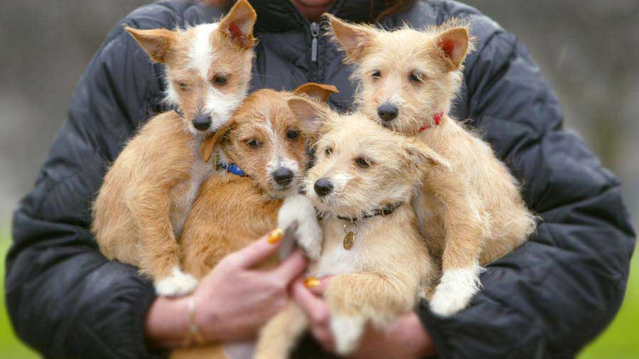 Portuguese Podengo Pequeno Puppy (Puppies, Fawn & Gold)