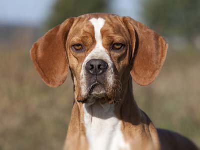 Portuguese Pointer