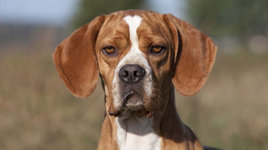 Portuguese Pointer (White & Light Brown, Face)