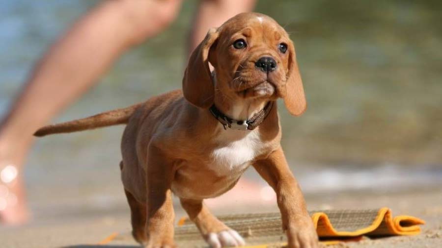 Portuguese Pointer Puppy (Standing, Face)