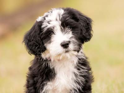 how much portuguese water dog