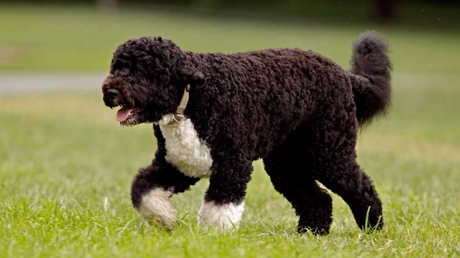 Portuguese Water Dog (Black & White, Walk)