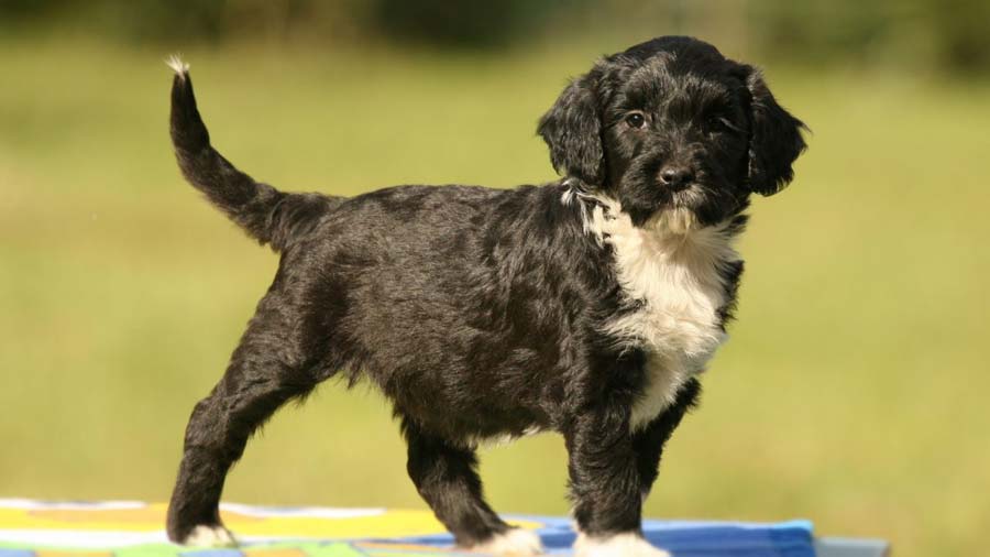 Portuguese Water Dog Puppy (Black & White, Standing)