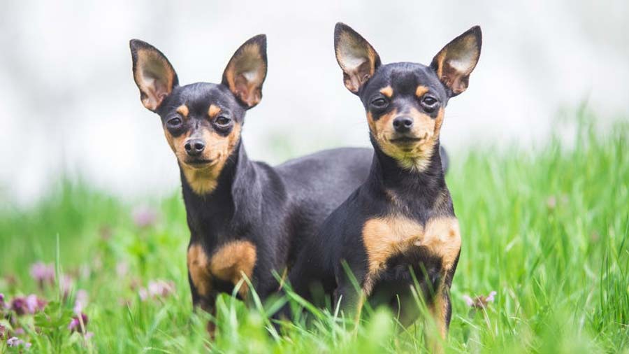 Prazsky Krysarik (Black & Tan, Standing)