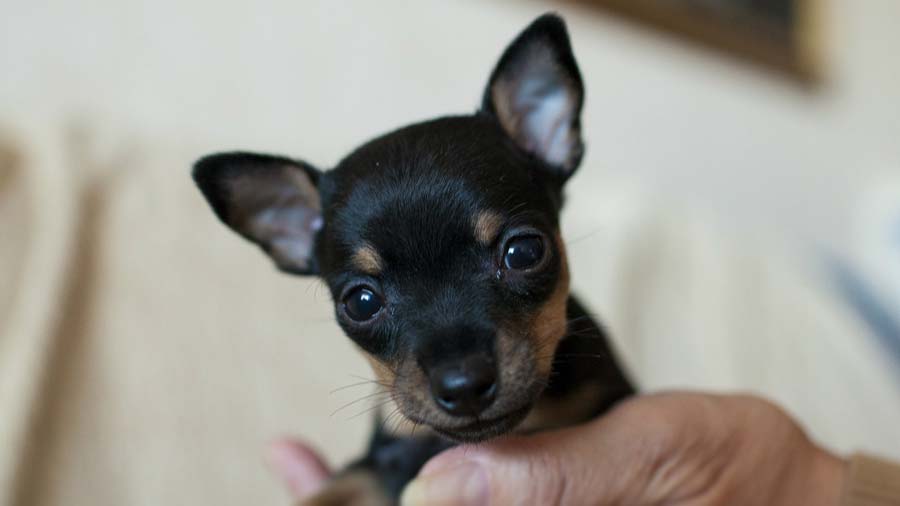 Prazsky Krysarik Puppy (Black & Tan, Face)