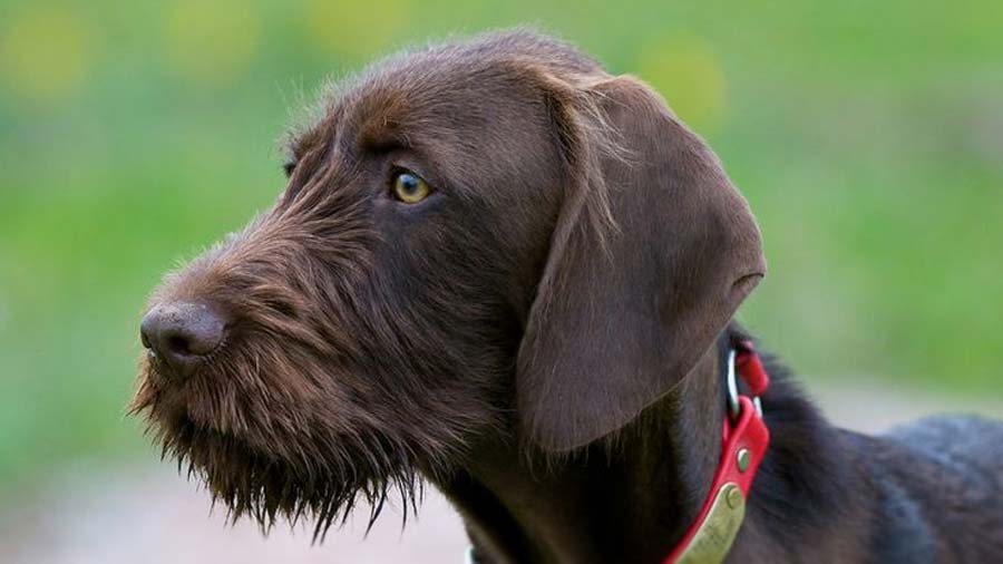 Pudelpointer (Head, Side View)