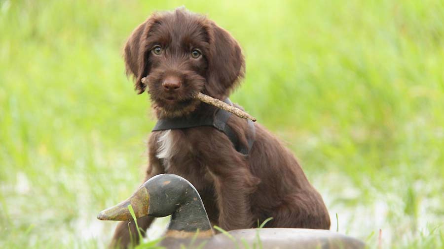 Pudelpointer Puppy (Sitting, Brown)