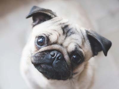 Pug