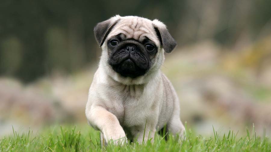 Pug (Standing, Fawn)