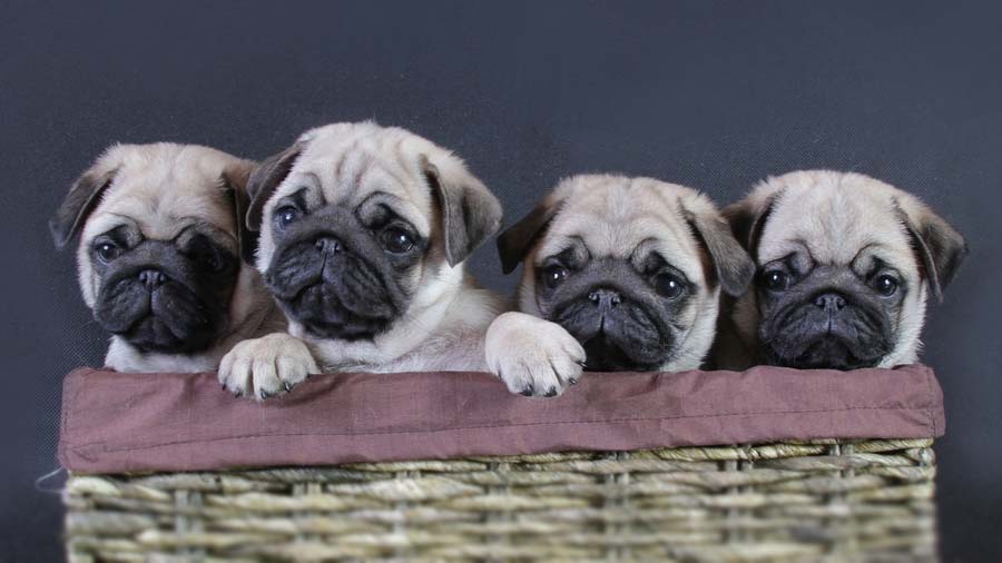 Pug Puppy (Fawn, Face)