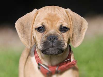 Puggle