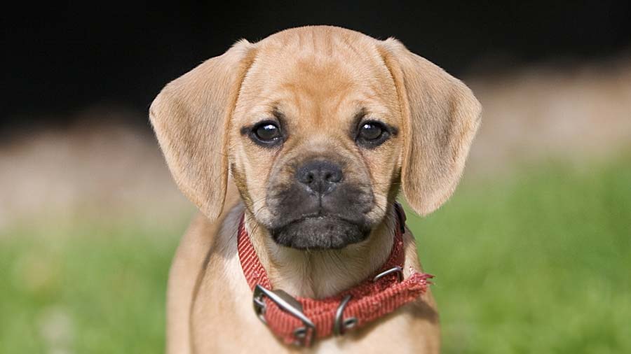 Puggle (Face, Muzzle)