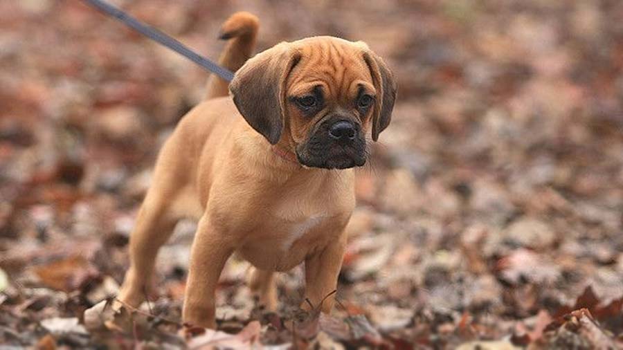Puggle Puppy (Face, Standing)