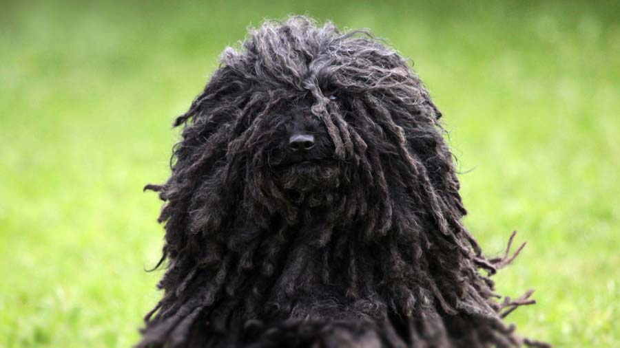 Puli (Black, Face)