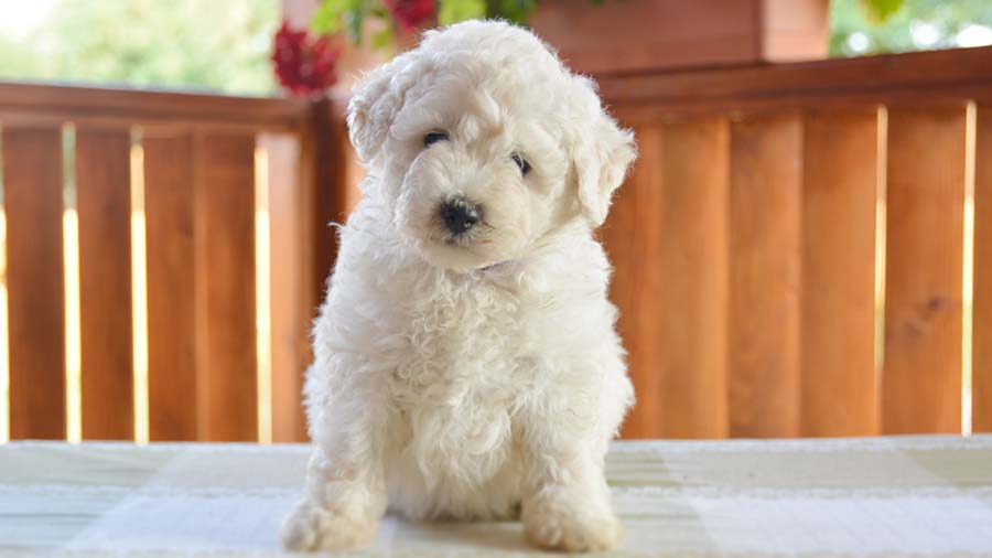 Puli Puppy (White, Sitting)