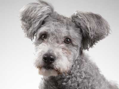 Pumi