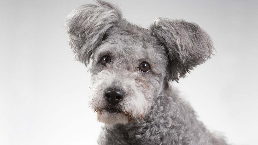 Pumi (Gray & Silver, Face)