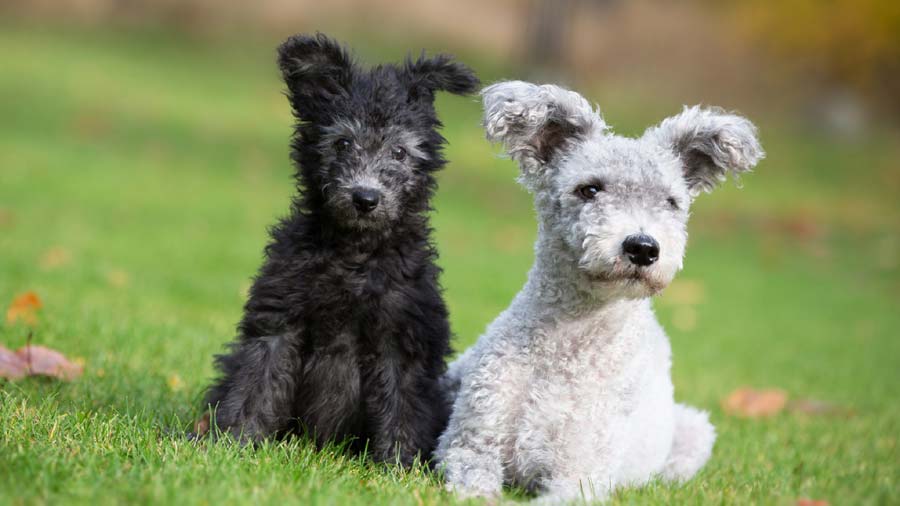 Pumi Puppy (Black & Silver, Sitting)