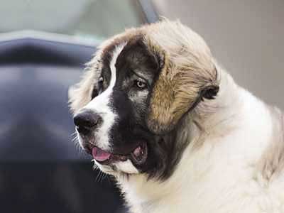 Pyrenean Mastiff