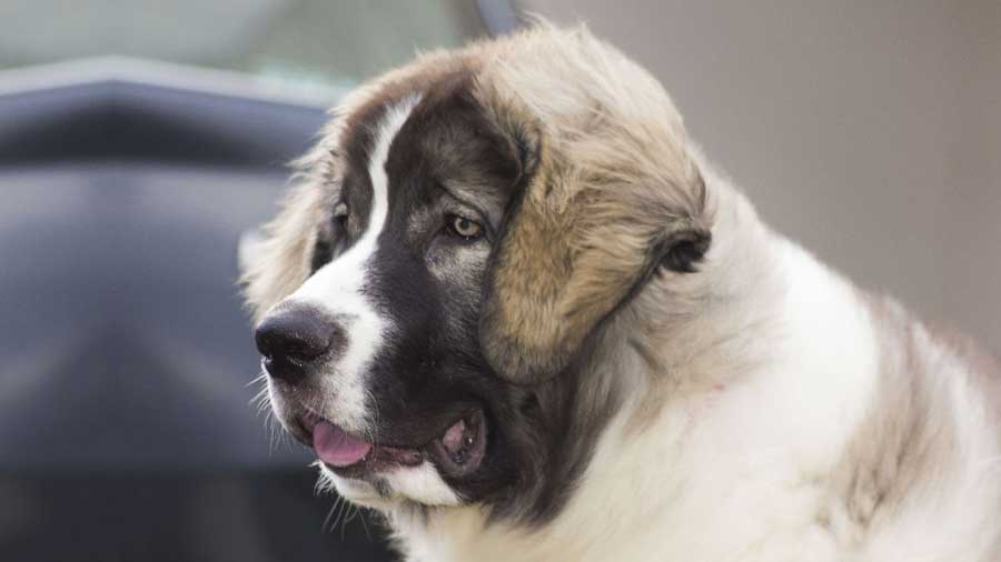 Pyrenean Mastiff (White & Brown, Muzzle)