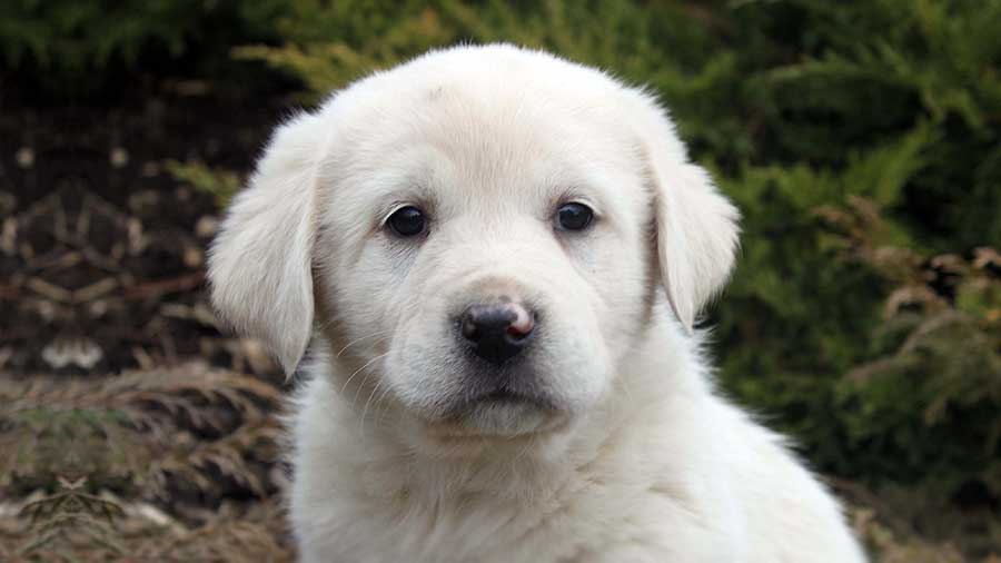 Pyrenean Mastiff Puppy (White & Beige, Face)