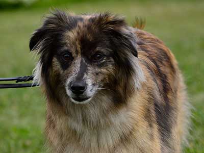 Pyrenean Shepherd