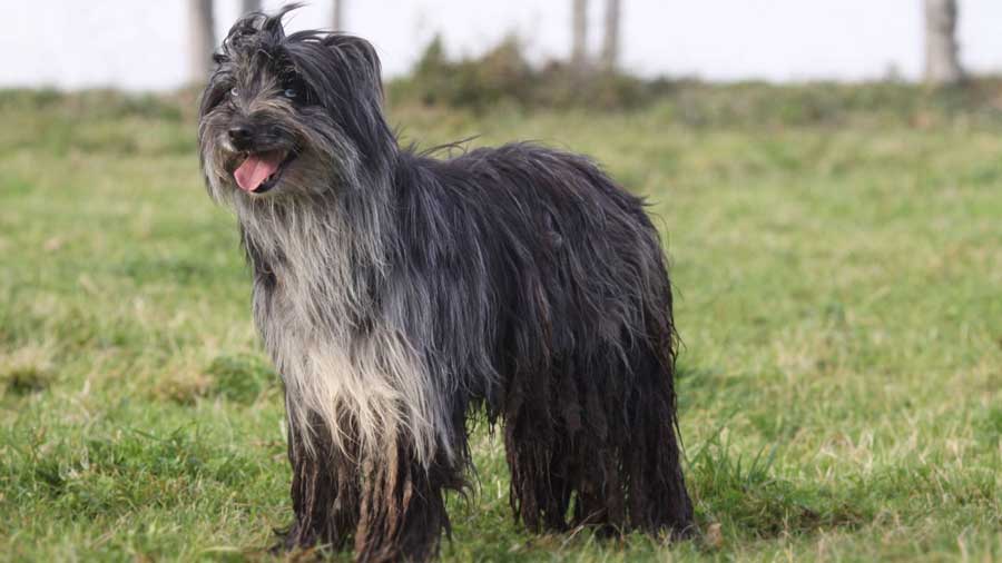 Pyrenean Shepherd (Standing, Side View)