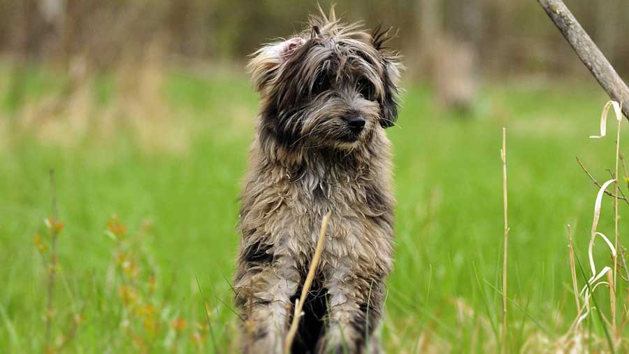 Pyrenean Shepherd Puppy (Standing, Face)