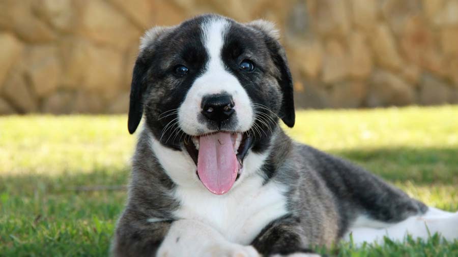 Rafeiro do Alentejo Puppy (Lying, Face)