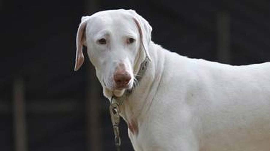 Rajapalayam (White, Face)