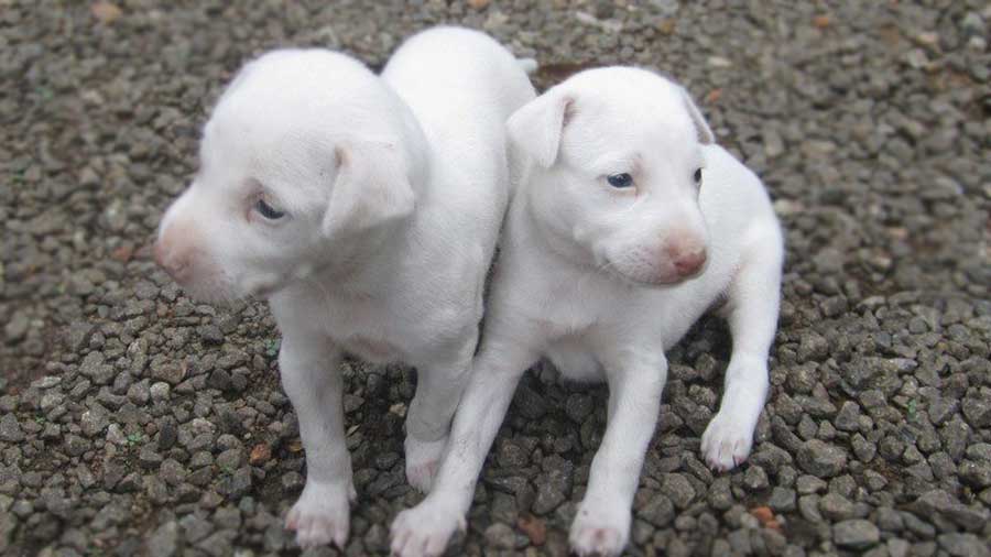 Rajapalayam Puppy (White, Face)