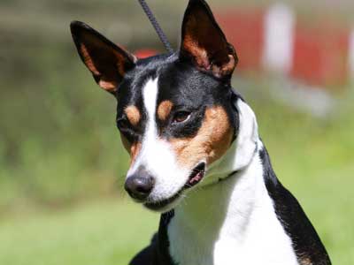 Rat Terrier