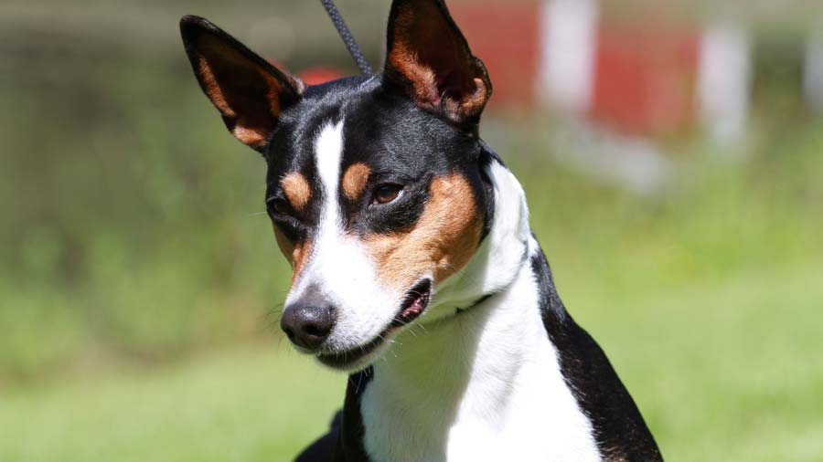 Rat Terrier (Face, Muzzle)