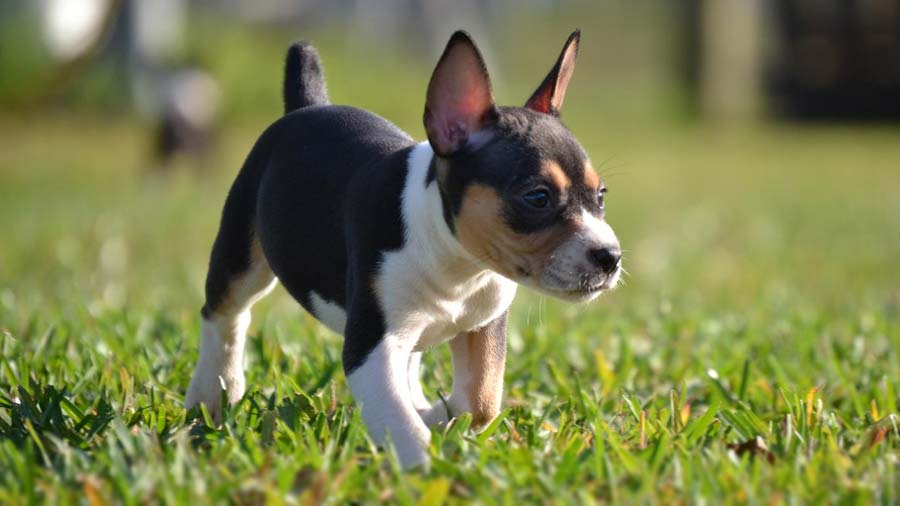 Rat Terrier Puppy (Walk, Tricolor)