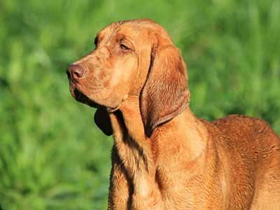 Redbone Coonhound