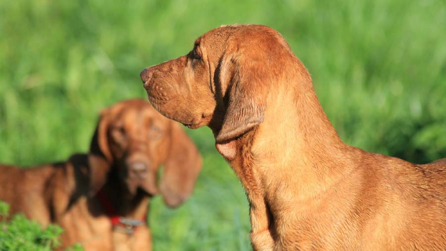 Redbone Coonhound (Side View, Head)