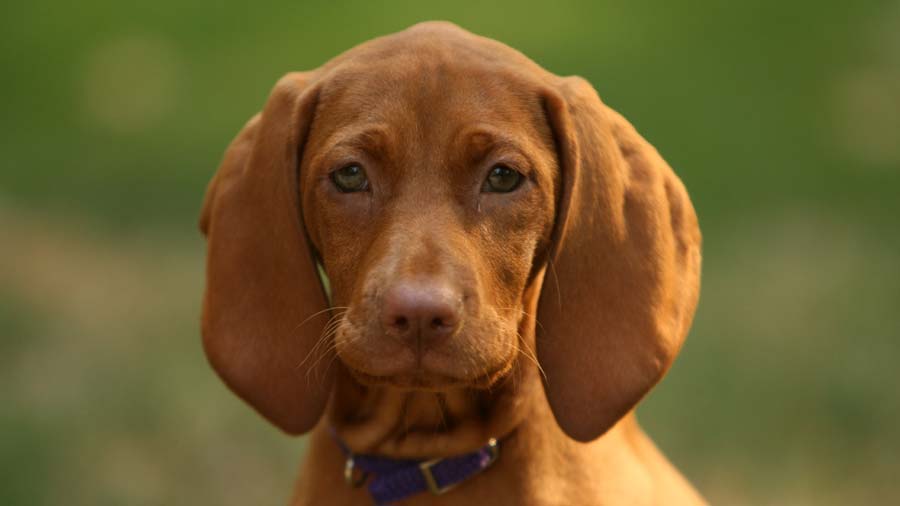 Redbone Coonhound Puppy (Face, Muzzle)