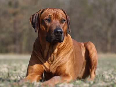 Rhodesian Ridgeback