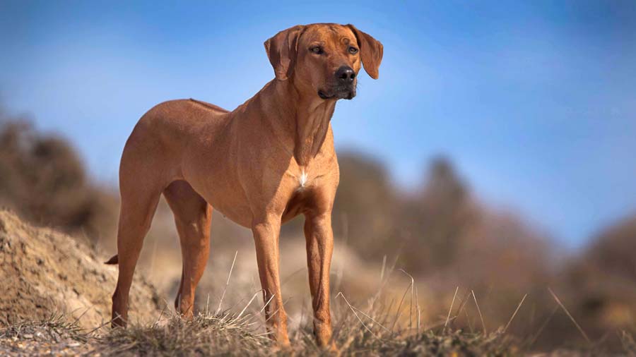 Rhodesian Ridgeback (Standing, Golden)