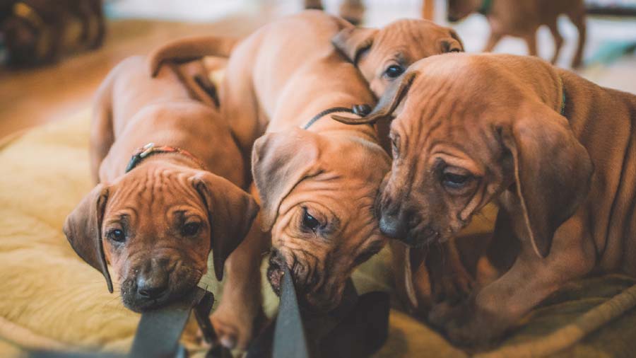 Rhodesian Ridgeback Puppy (Puppies, Golden)