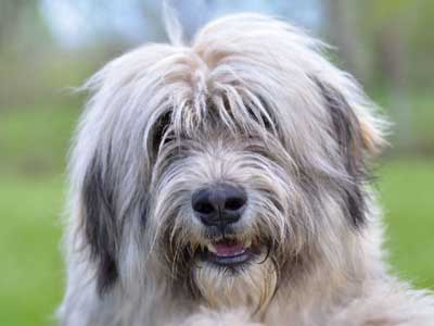 Romanian Mioritic Shepherd Dog