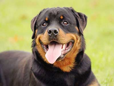 Rottweiler