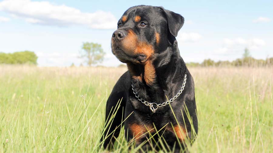 Rottweiler (Face, Standing)