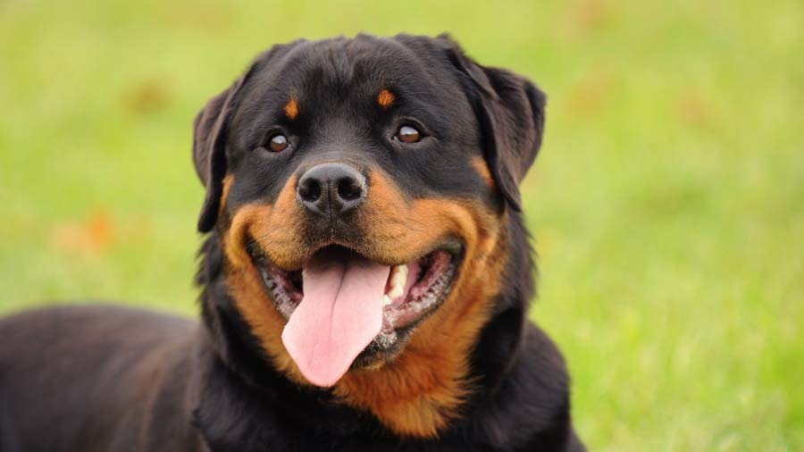 Rottweiler (Face, Head)