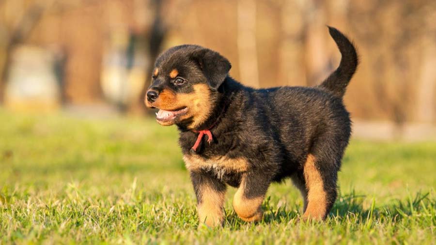 Rottweiler Puppy (Side View, Walk)