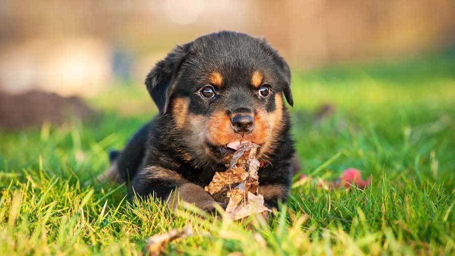 Rottweiler Puppy (Lie, Face)