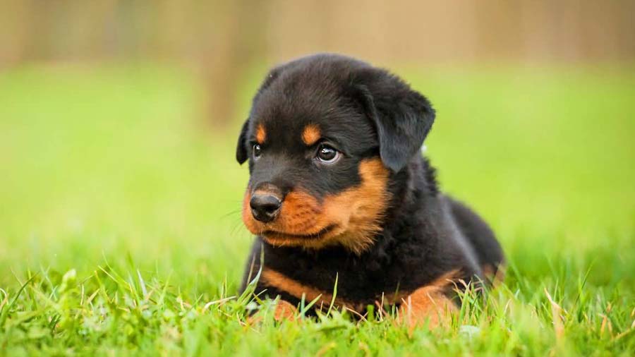 Rottweiler Puppy (Lie, Look)