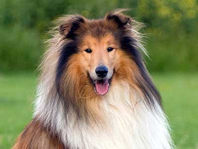 What Kind of Dog Is Lassie? Breed Information, Pictures, and Facts - A-Z  Animals