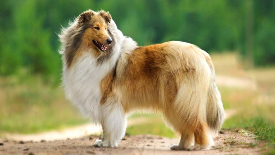 Collie (Standing, Sable & White)